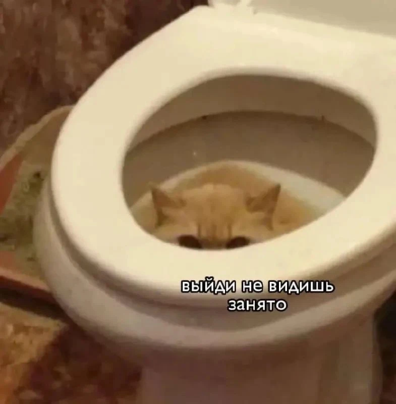 Какоть и спать