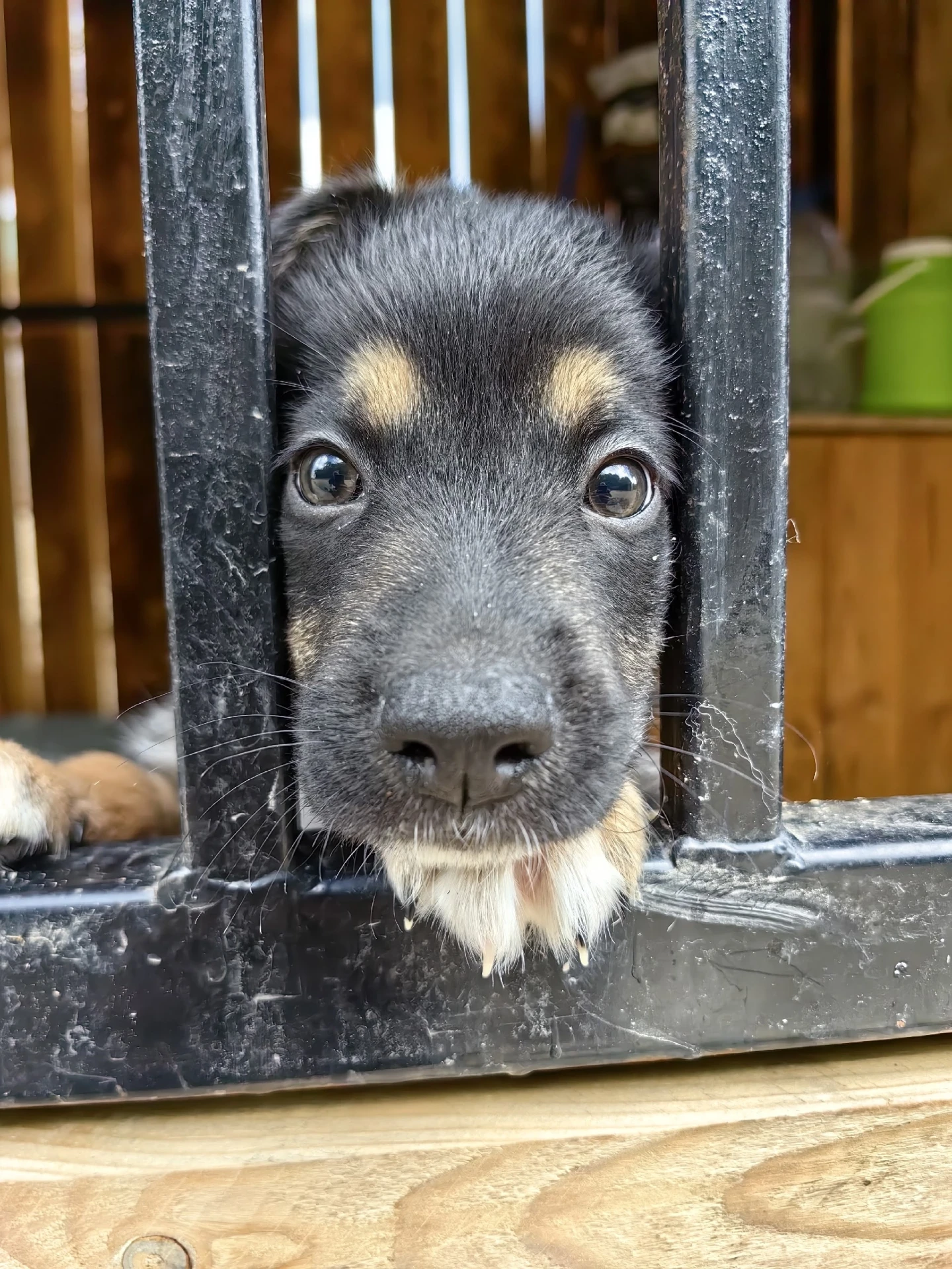 Друзья, завтра в 9:00 ждем всех на субботник! 🐾