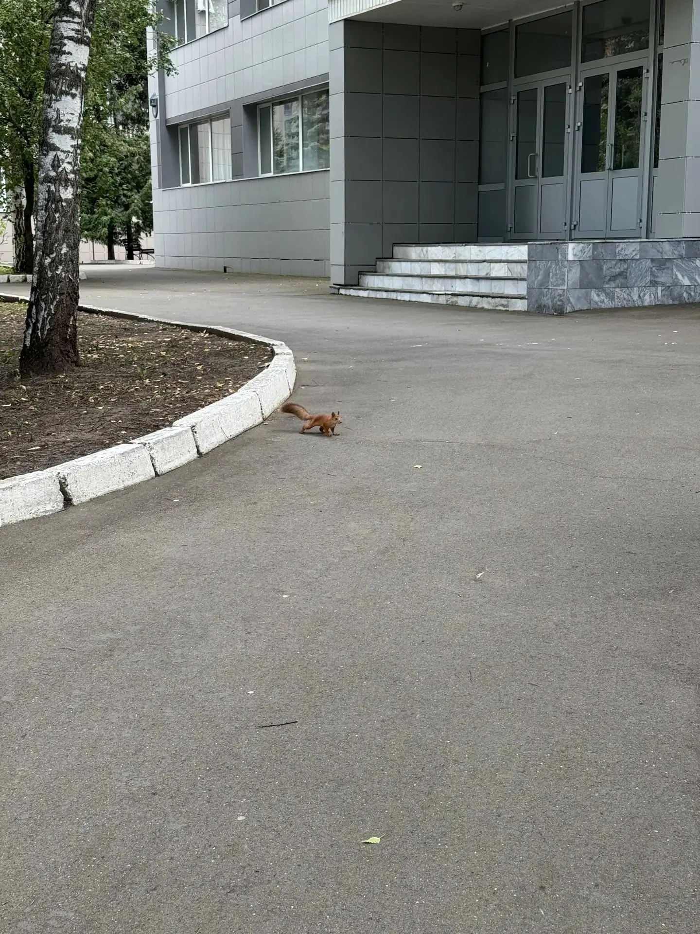 Всем 👋  от нашей белочки