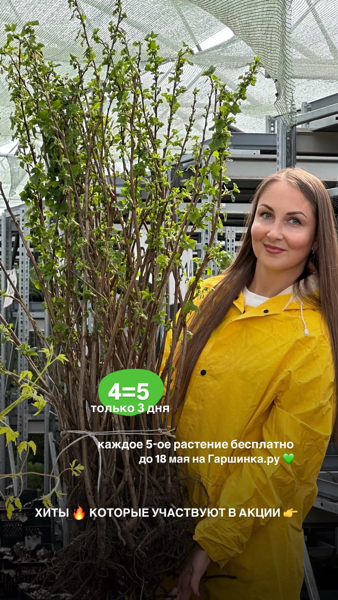 АКЦИЯ 4=5 закончится 18 мая 😉 Успейте забрать хиты с этой подборки  Глициния макростахия Блю Мун htt