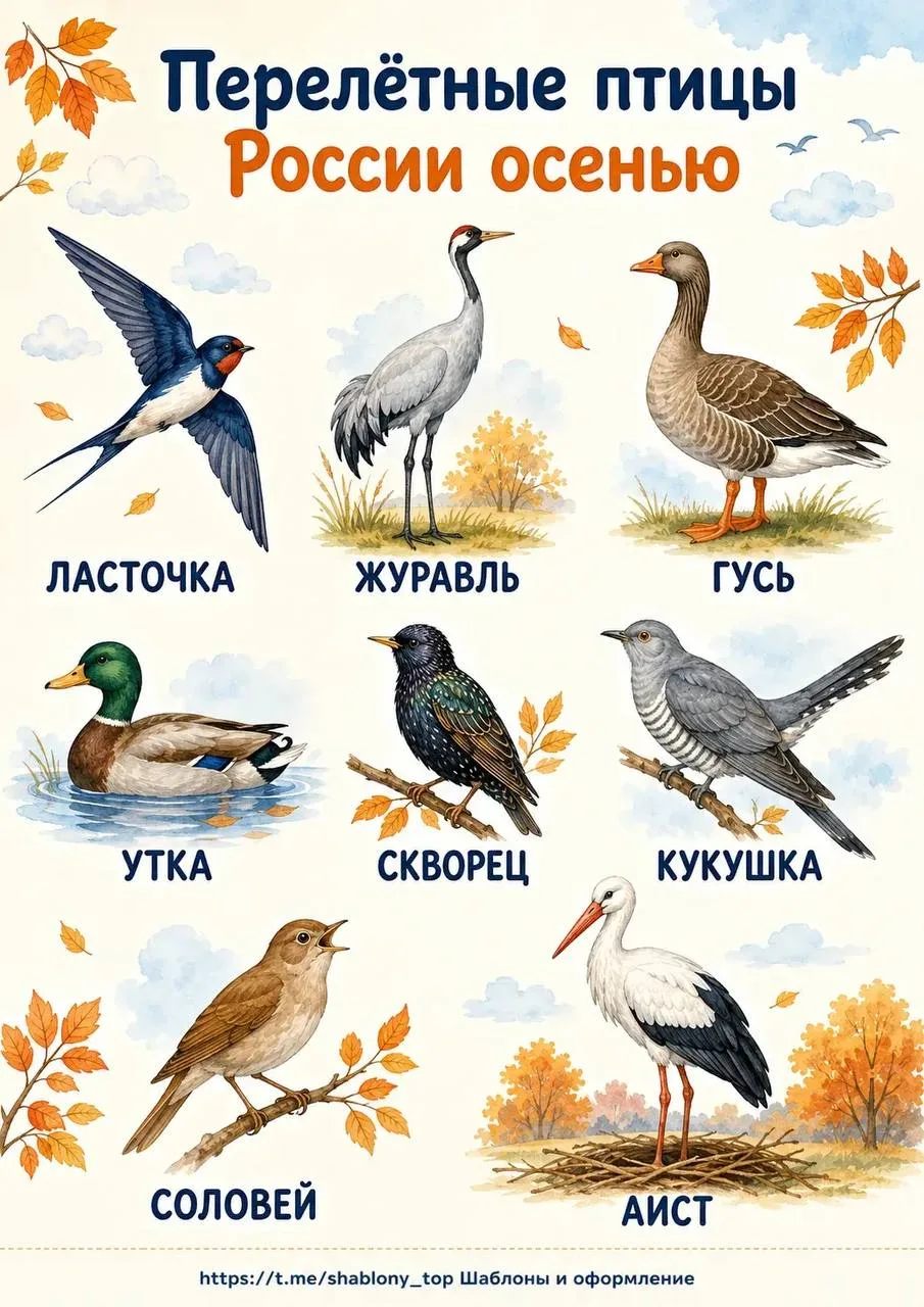 Информационные плакаты «Перелетные птицы России» 🪿🐦