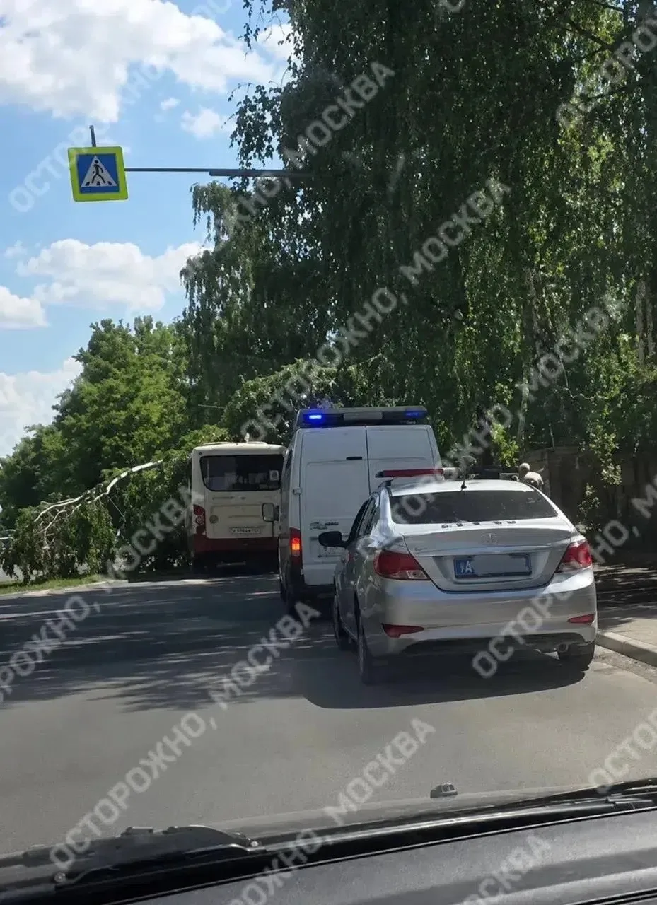 В подмосковном Щелково дерево упало на автобус.