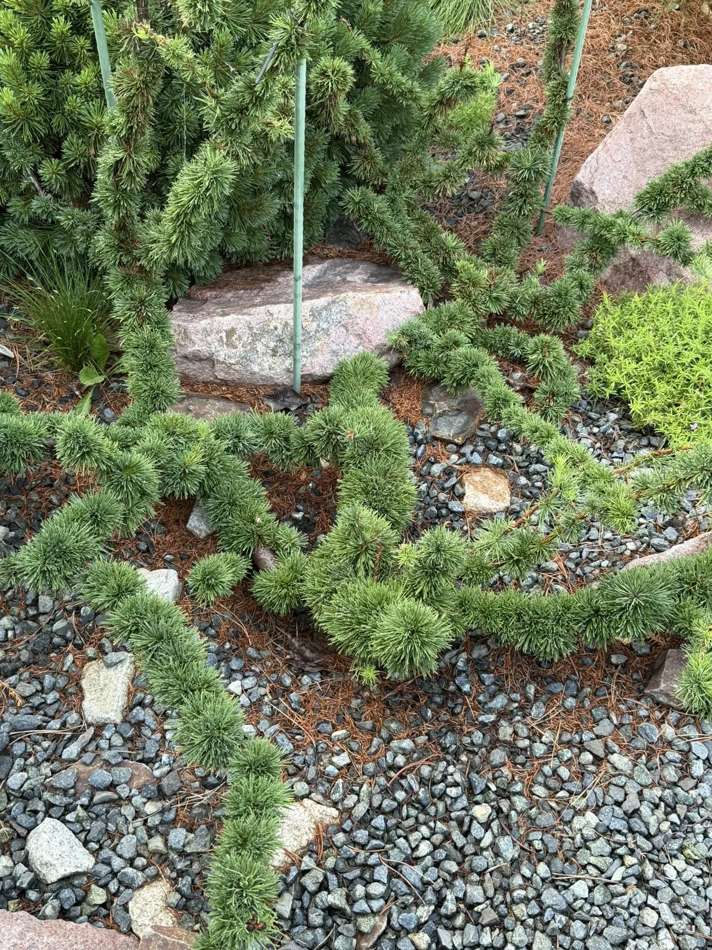 Larix decidua 'Krejci Mutation'