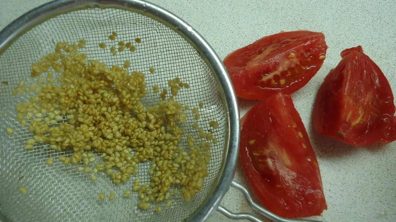 🍅 Семена томатов: как собрать, чтобы не заразить будущий урожай