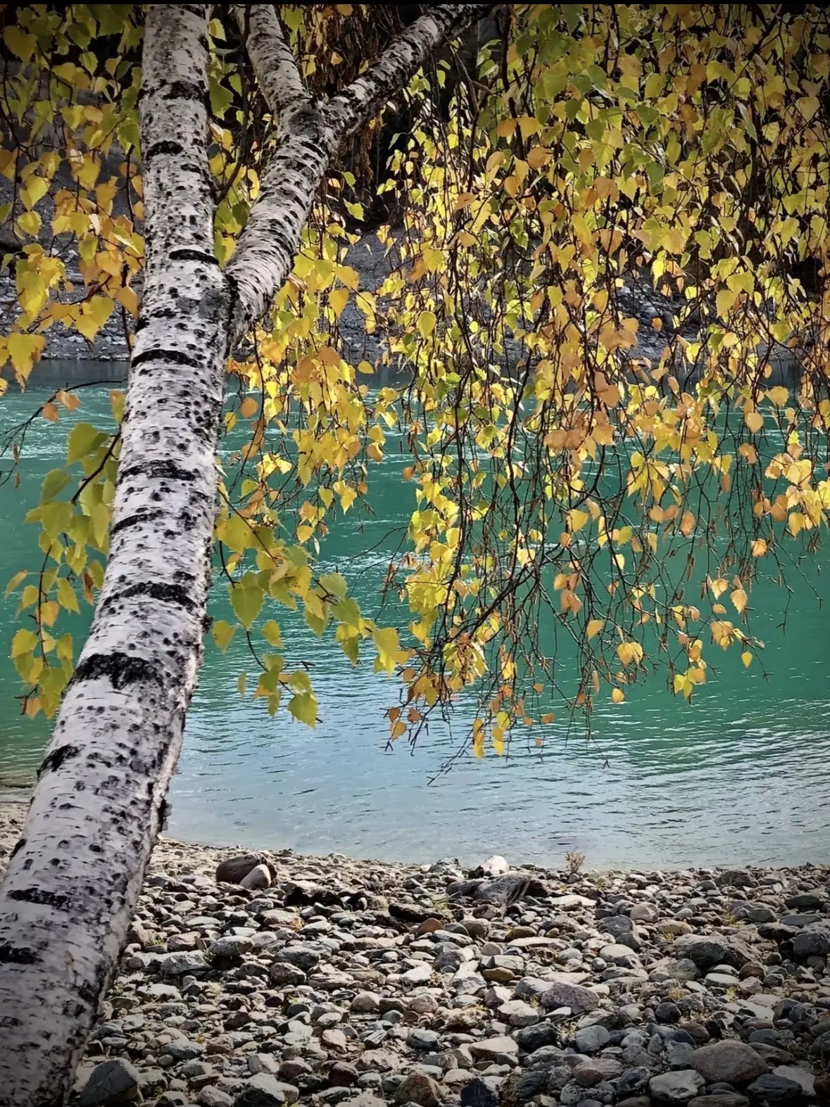 🍁🏔️🍁 Фотоконкурс "Золотая осень на Алтае" продолжается! Присылайте свои фотографии! ...