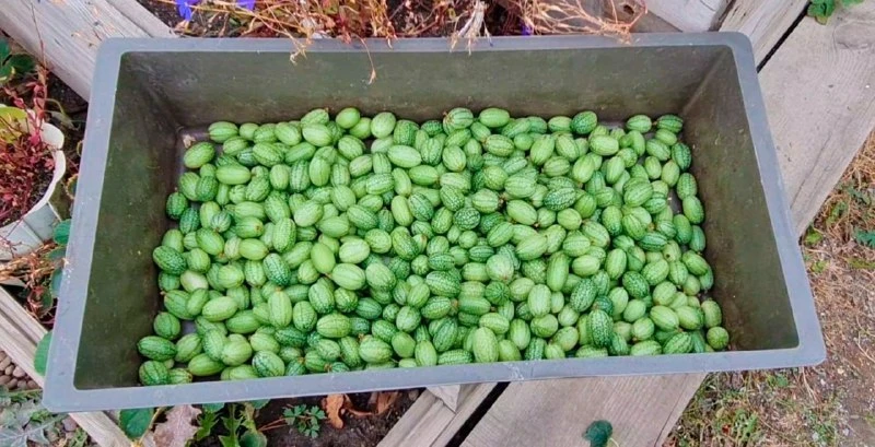 🥒 Огурцы размером с виноградину — это мелотрия!