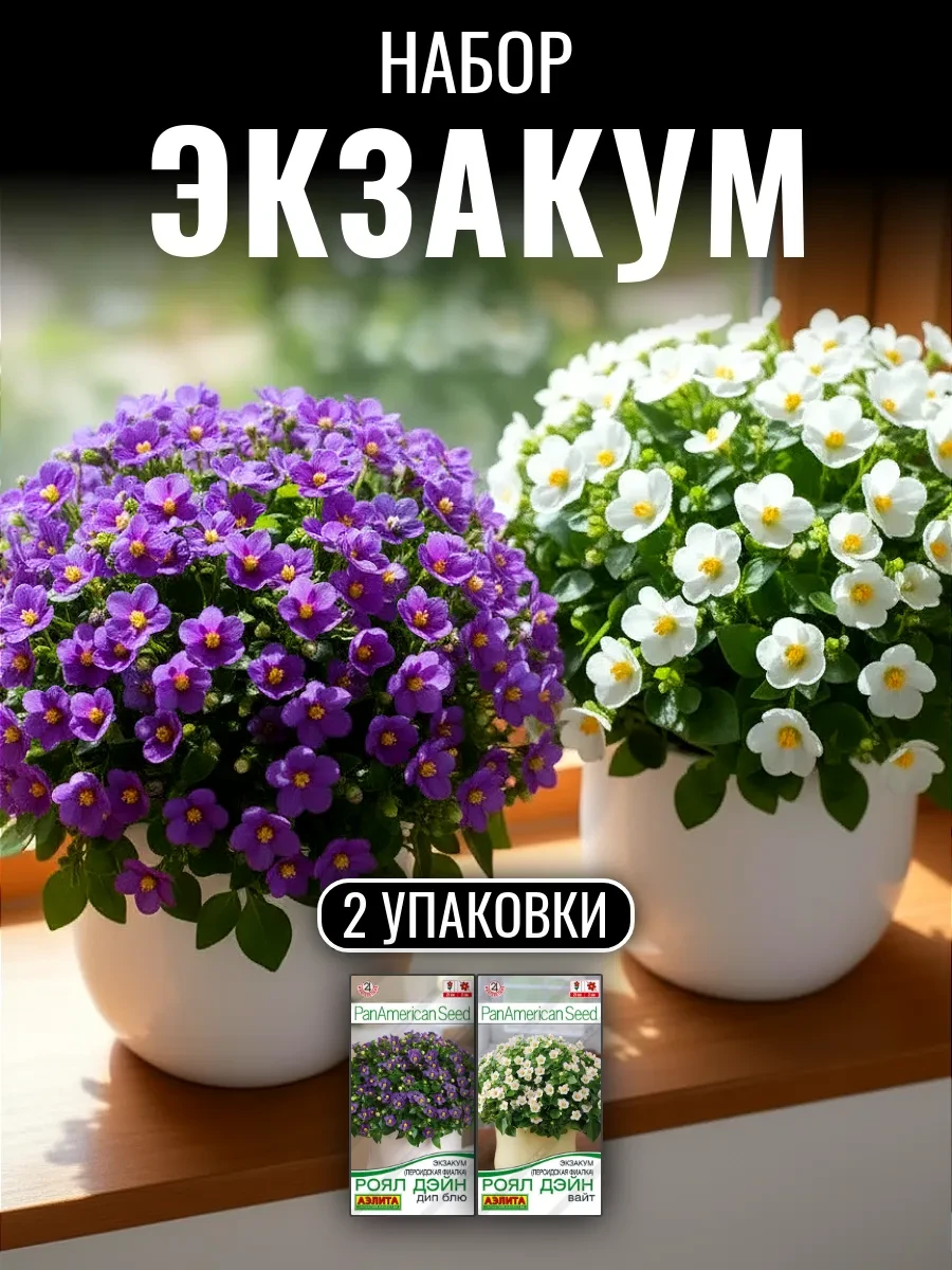 Экзакум: живое искусство в вашем доме!  Его компактные и плотные формы завораживают, а восхитительны