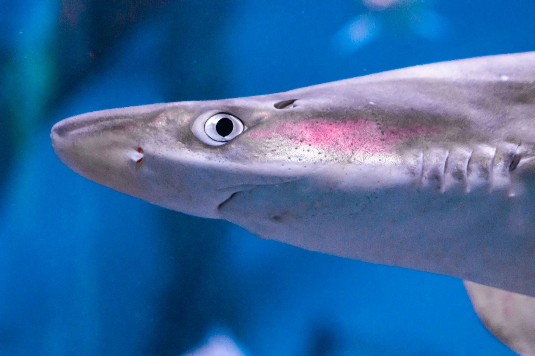 🦈 Акулы появились в Азовском море из-за рекордной солёности.