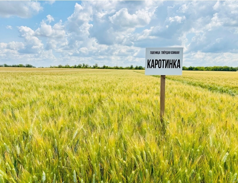 Новинка озимой твердой пшеницы Донской селекции – Каротинка.

В 2026 году в Государственный реестр с