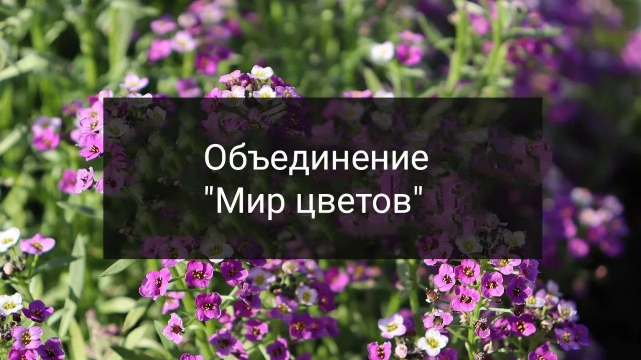 🌸🌼 Приглашаем вас в объединение "Мир цветов"! 🌼🌸
