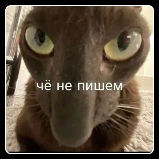 Ты знаешь кому отправить