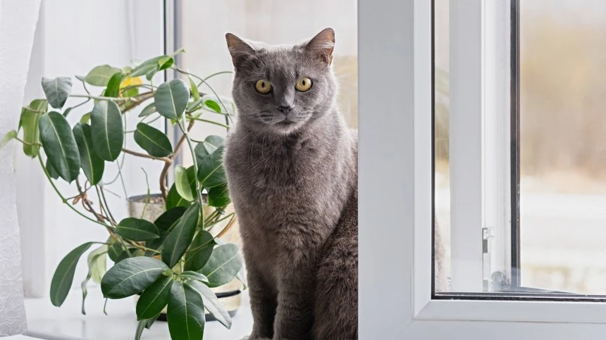 🐱 Как помочь кошке в старости: забота и внимание