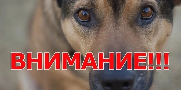 ‼ Вниманию владельцев собак!!!