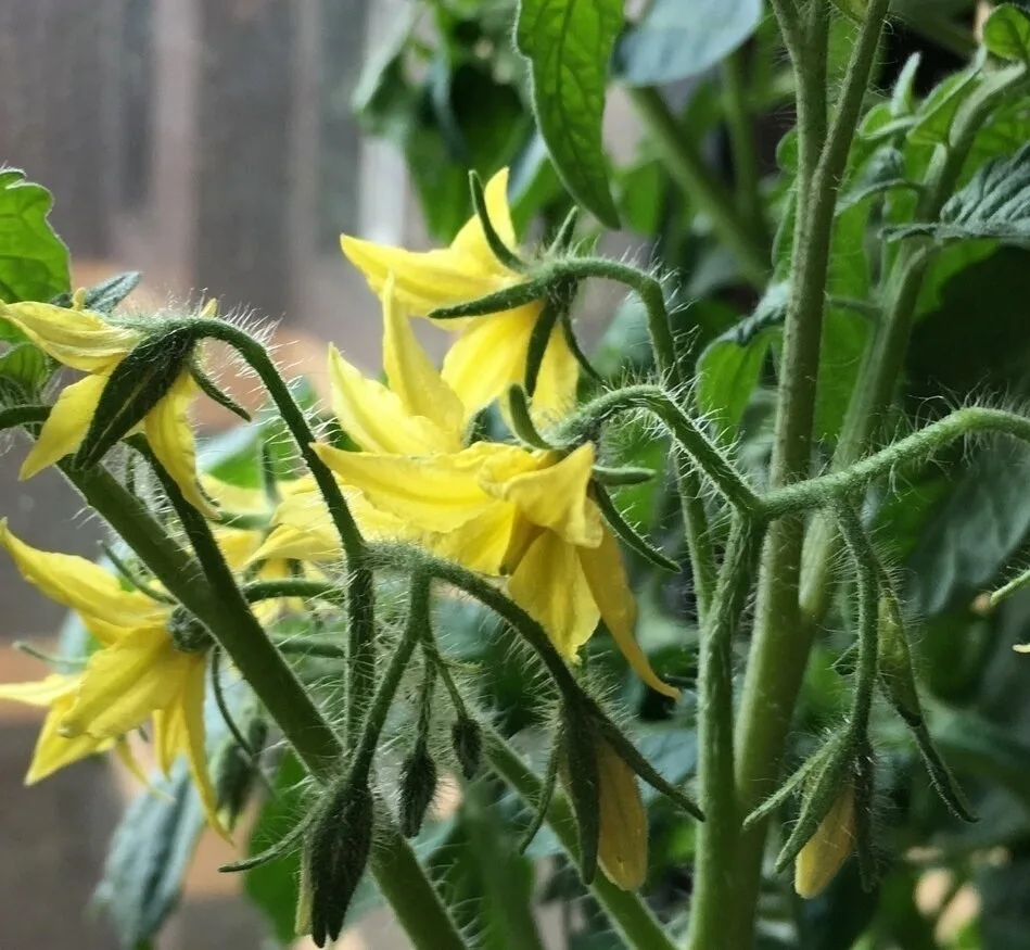 ПОДКOPМКА ТОМАТОВ ВО ВРЕМЯ ЦВЕТЕНИЯ И БУТOНИЗАЦИИ. 🍅