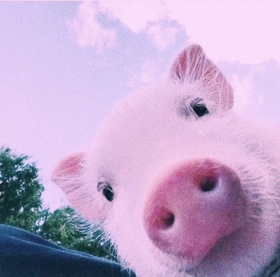 🐷 Внимание, владельцы свиней и руководители хозяйств! 🐷