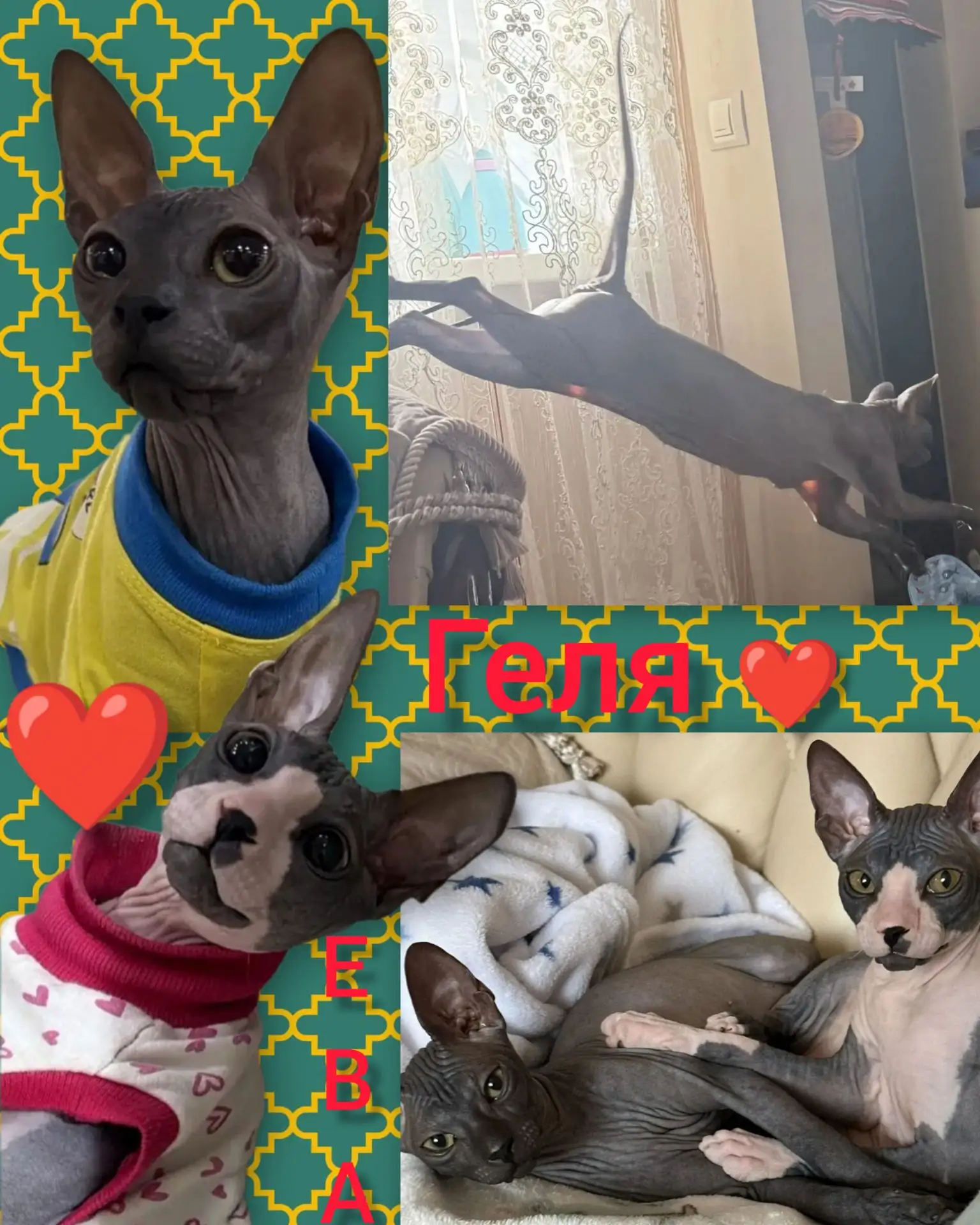 🐾 Двойная порция нежности и красоты! Привет от сестричек-выпускниц Гели и Евы! 🥰👯‍♀️