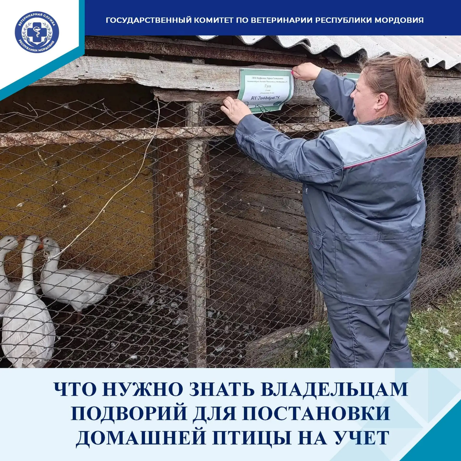 🦃 Домашнюю птицу ставят на учёт: что нужно знать владельцам подворий в Мордовии