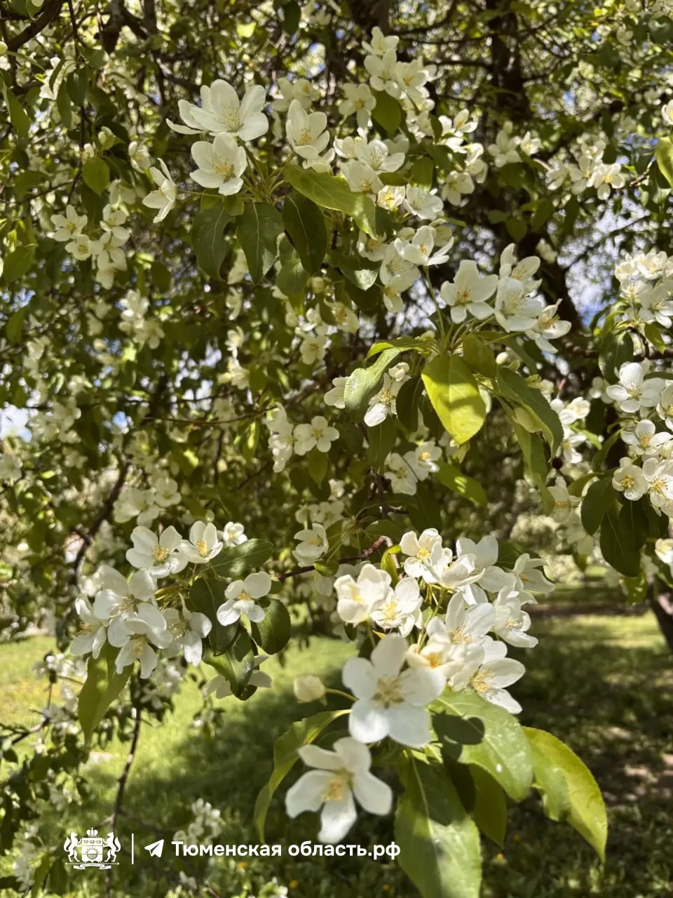 🌺 Доброе утро, Тюмень!   В городе уже вовсю цветут яблони, что не может не радовать!   Эта неделя об