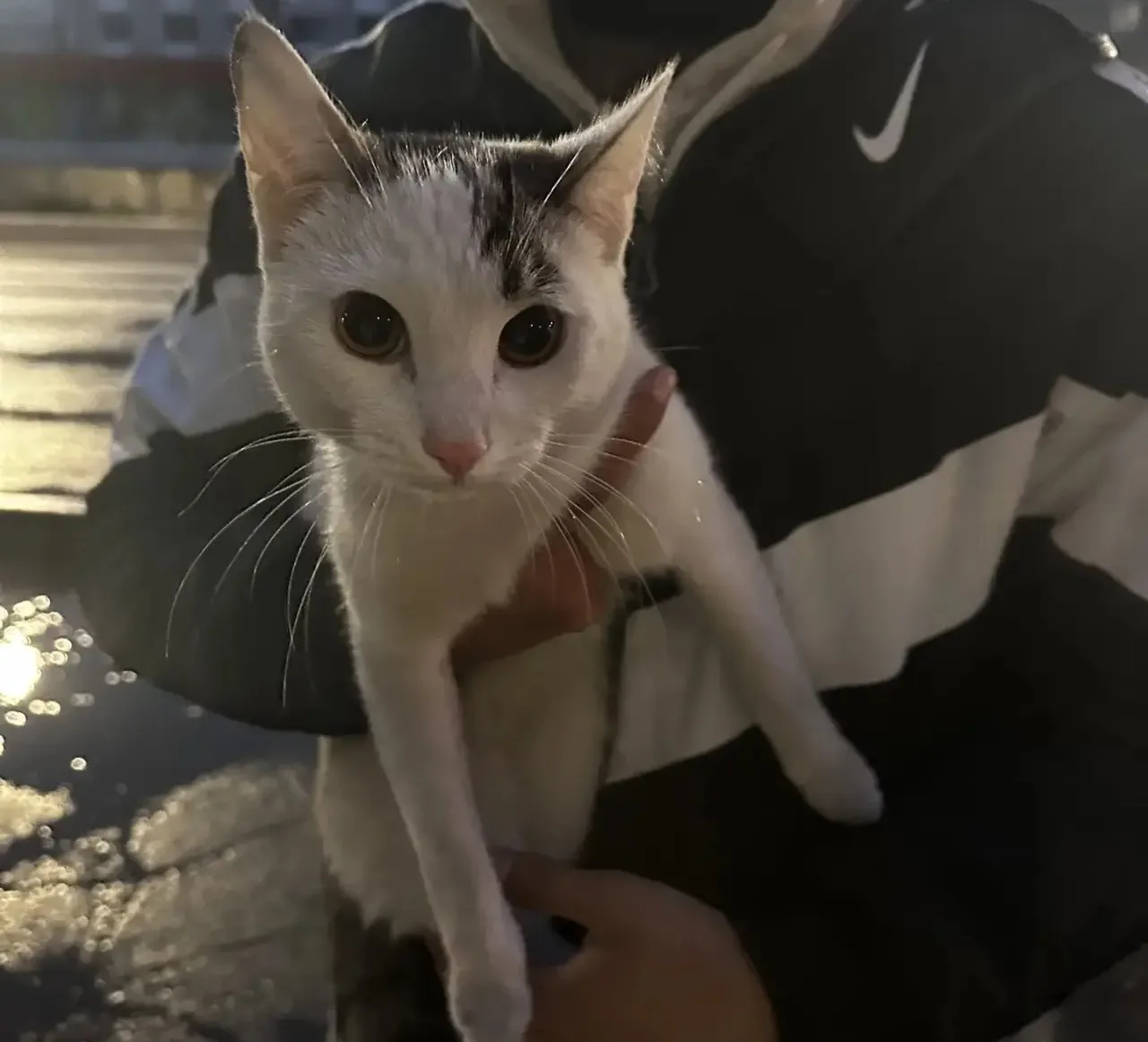 Нашлась кошка рядом с монгулеком, хозяева отзовитесь чья она