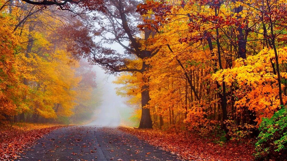 🍂 Осень за рулём: время быть внимательнее.