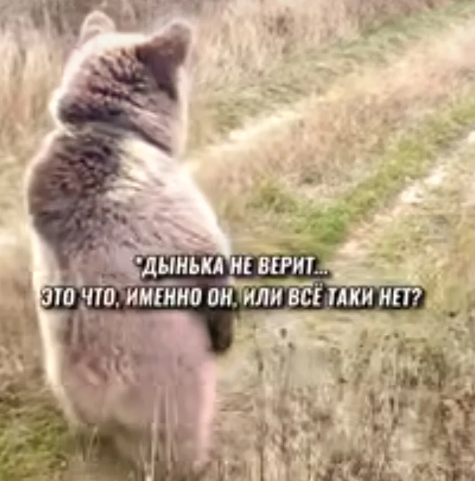 🐻🦮Продолжение истории Арбузика и Дыньки из Подмосковного приюта  животных оказавшихся...