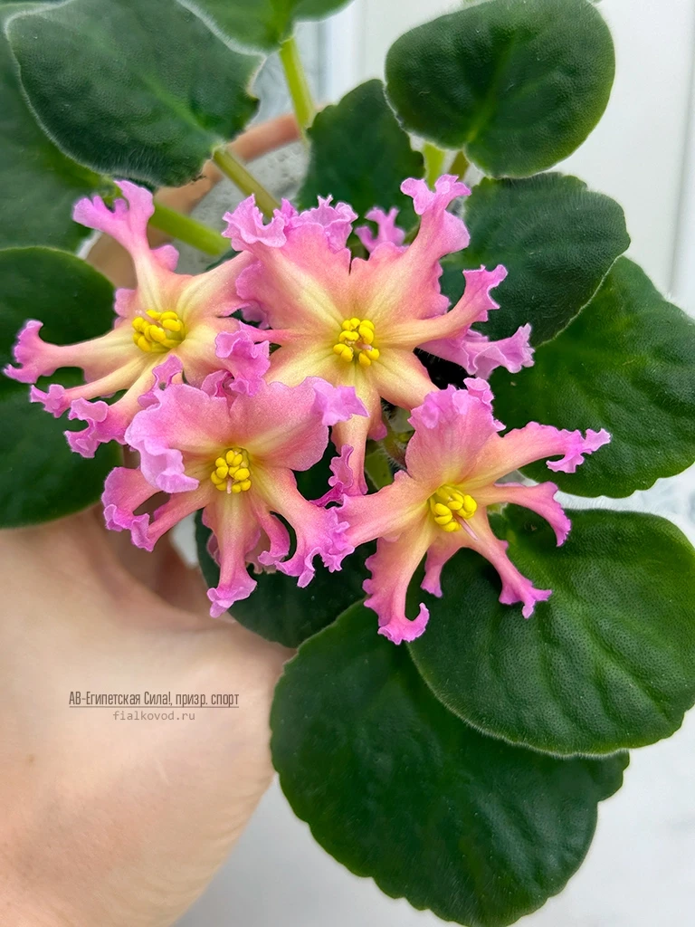 АВ-Египетская Сила!, призрачный спорт