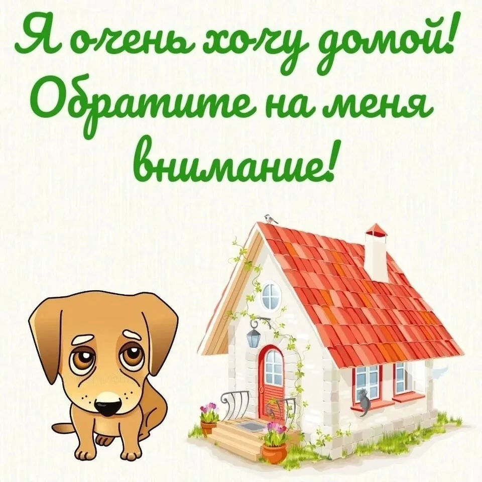 🐕🐕🐕💚💚💚🐶🐶🐶Всем здравствуйте !!!