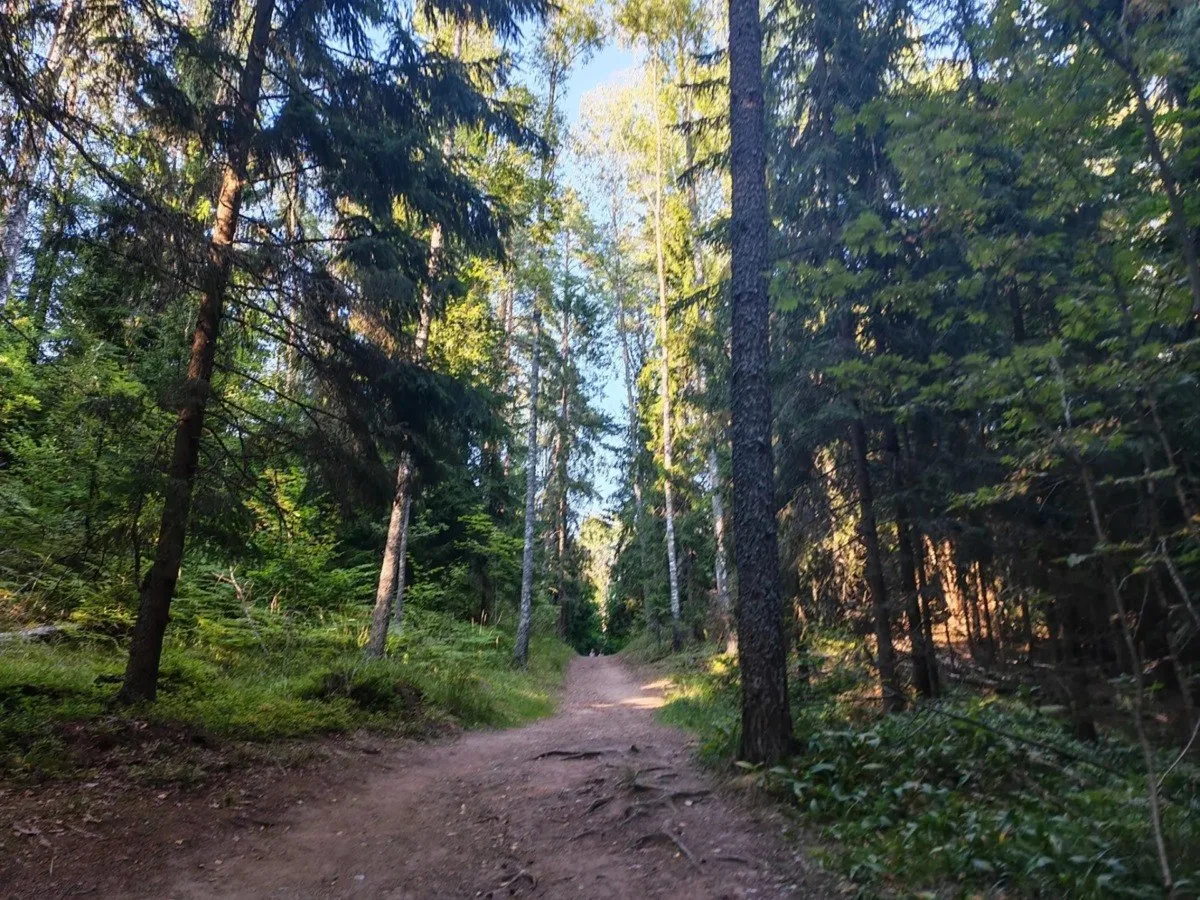 🌲🚛 Сеянцы ели и сосны приедут в Смоленскую область из Кировской.
