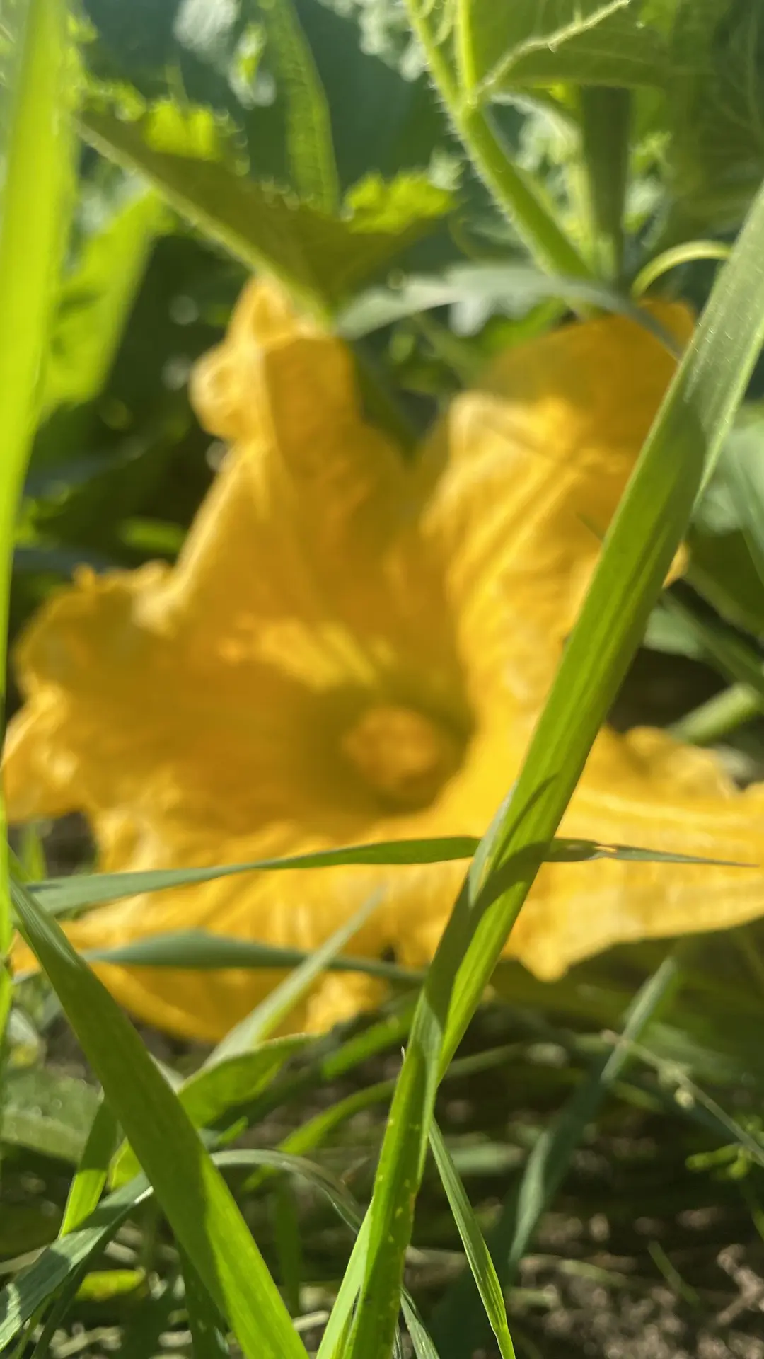 Лето вернулосья вся в календуле😍