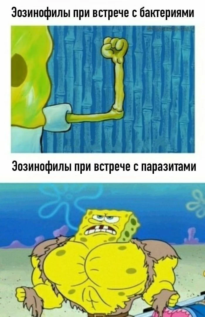 Эозинофилы