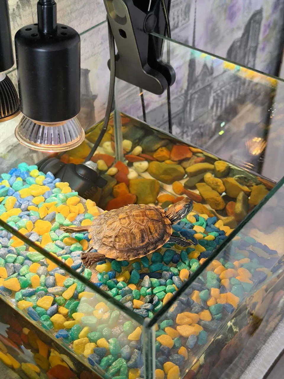 Черапеха Леонардо 🐢