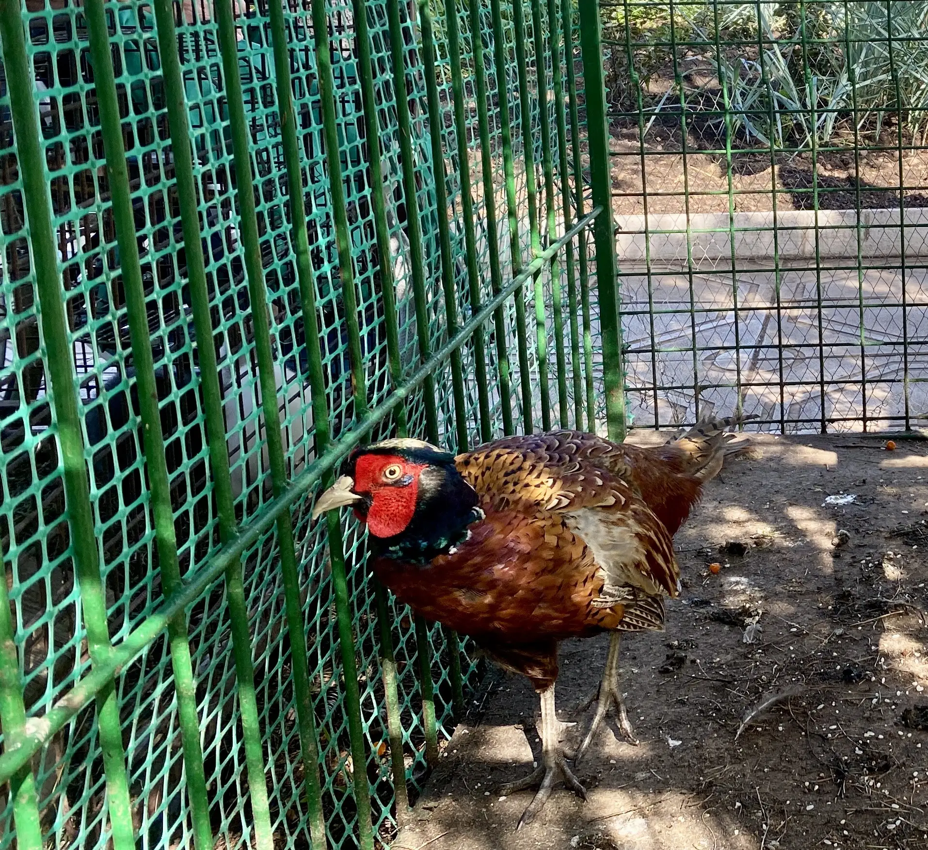 🦚✨ Фазанья леди, добро пожаловать! ✨🦚