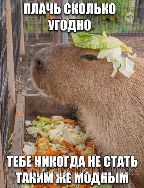 КАПИБАРА МАХ

Перешли другу!