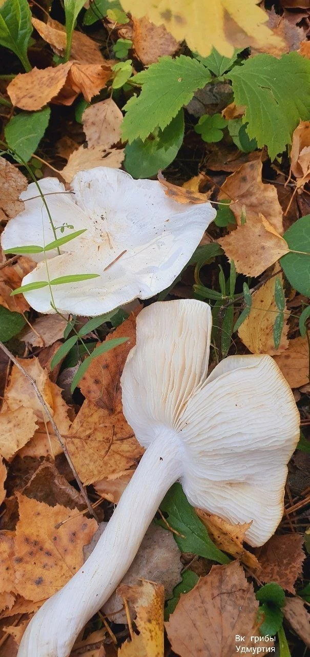 🍄 В Удмуртии завершился грибной сезон