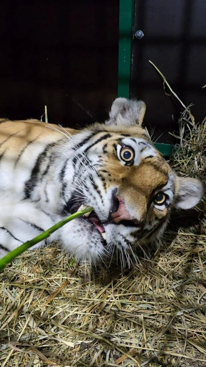 🐅 Две амурские тигрицы приехали в Ленобласть из Приморского края.

Одна из самок прибыла в Центр ре