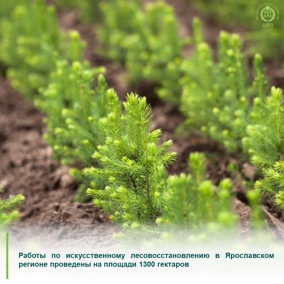 В этом году работы по лесовосстановлению в Ярославской области планируется провести на ...
