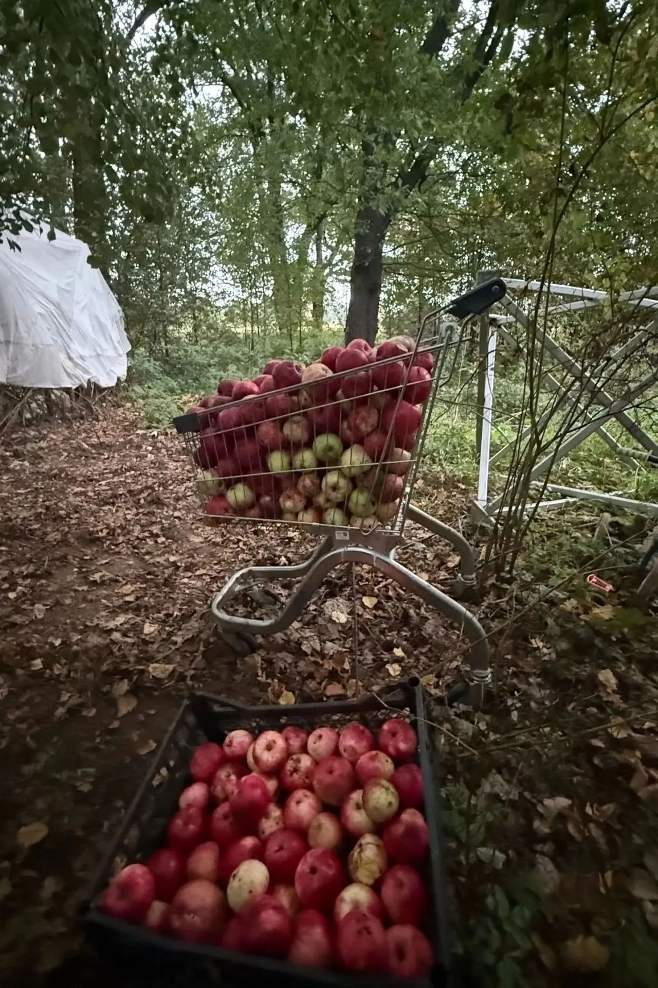 Вот такой вот урожай! Даже тележек не хватает