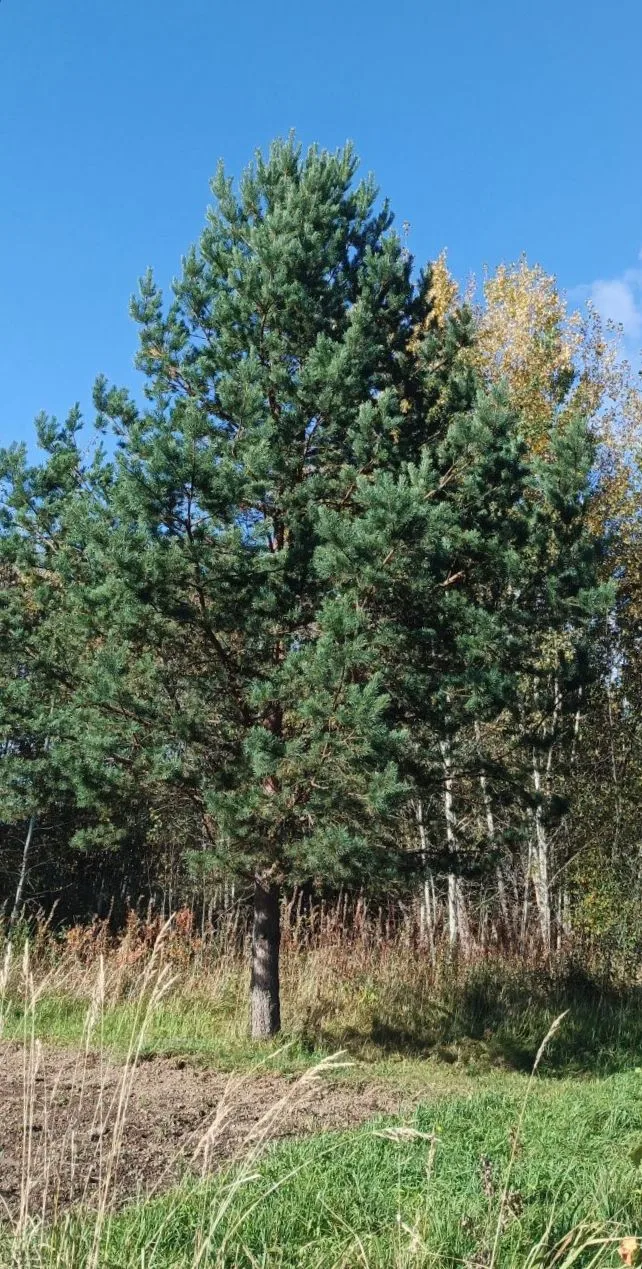 Приветствую вас, друзья! 🍁