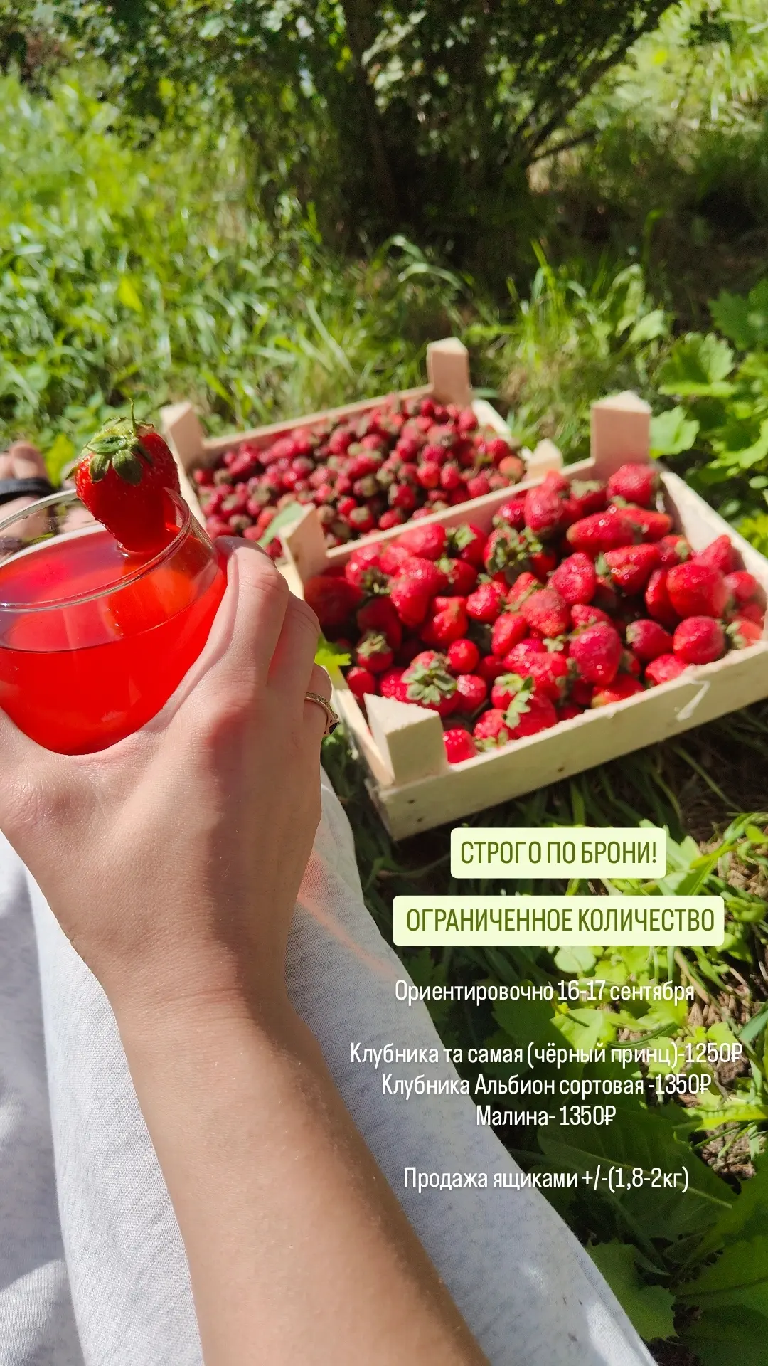 🍓16-17 СЕНТЯБРЯ. СТРОГО ПО БРОНИ. КОЛИЧЕСТВО ОГРАНИЧЕНО🍓