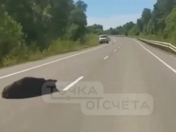Медведь погиб под колёсами автомобиля на трассе Южно-Сахалинск — Оха
