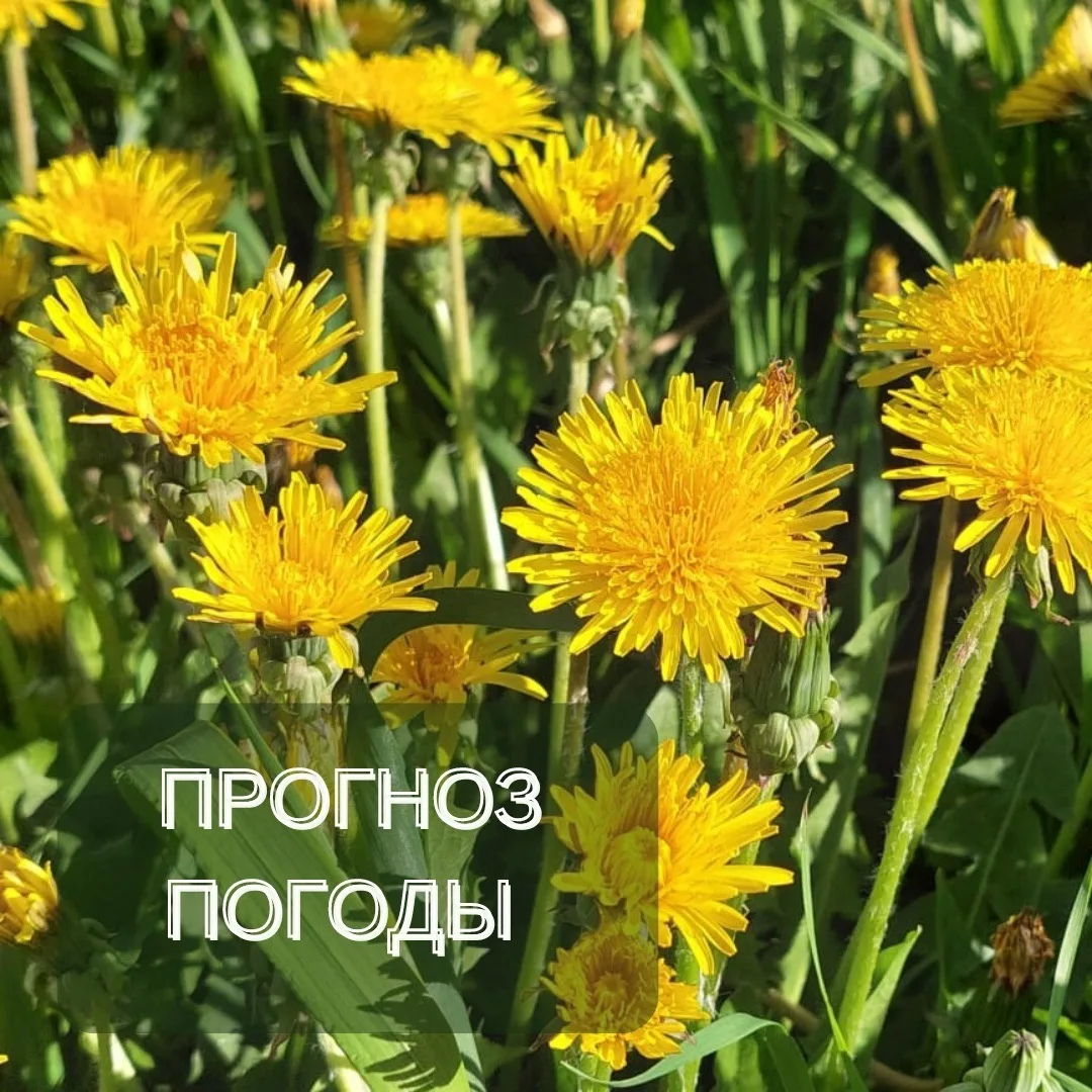 Прогноз погоды по Архангельской области на выходные дни и следующую неделю🌦