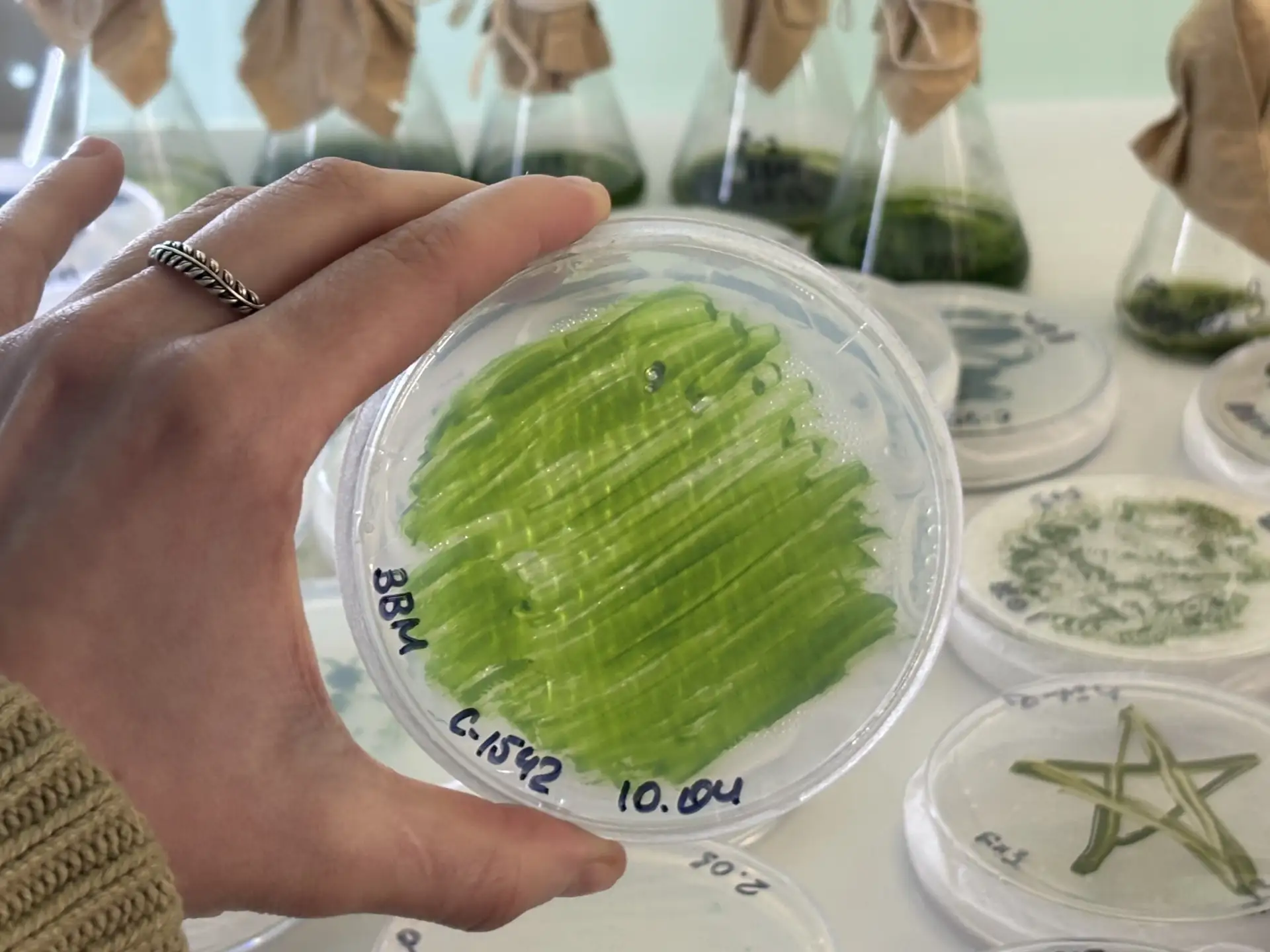 Ученые ИФР РАН и ИБФМ РАН описали новый род микроводорослей клады Chlorella, выделенных из пресновод