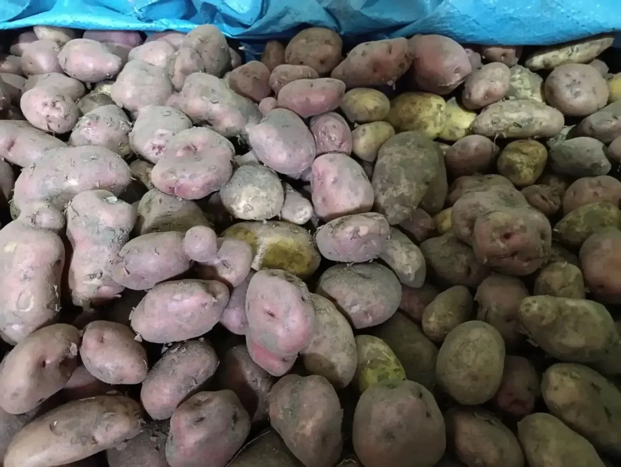 Продам деревенский картофель со своего огорода. Цена 1500 руб./сетка, в сетке 5 вёдер 1...