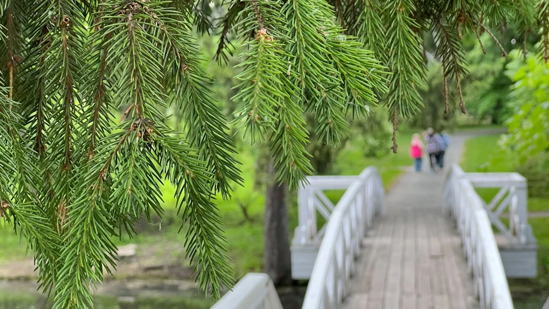 🌿Горбатый мостик болдинской усадьбы