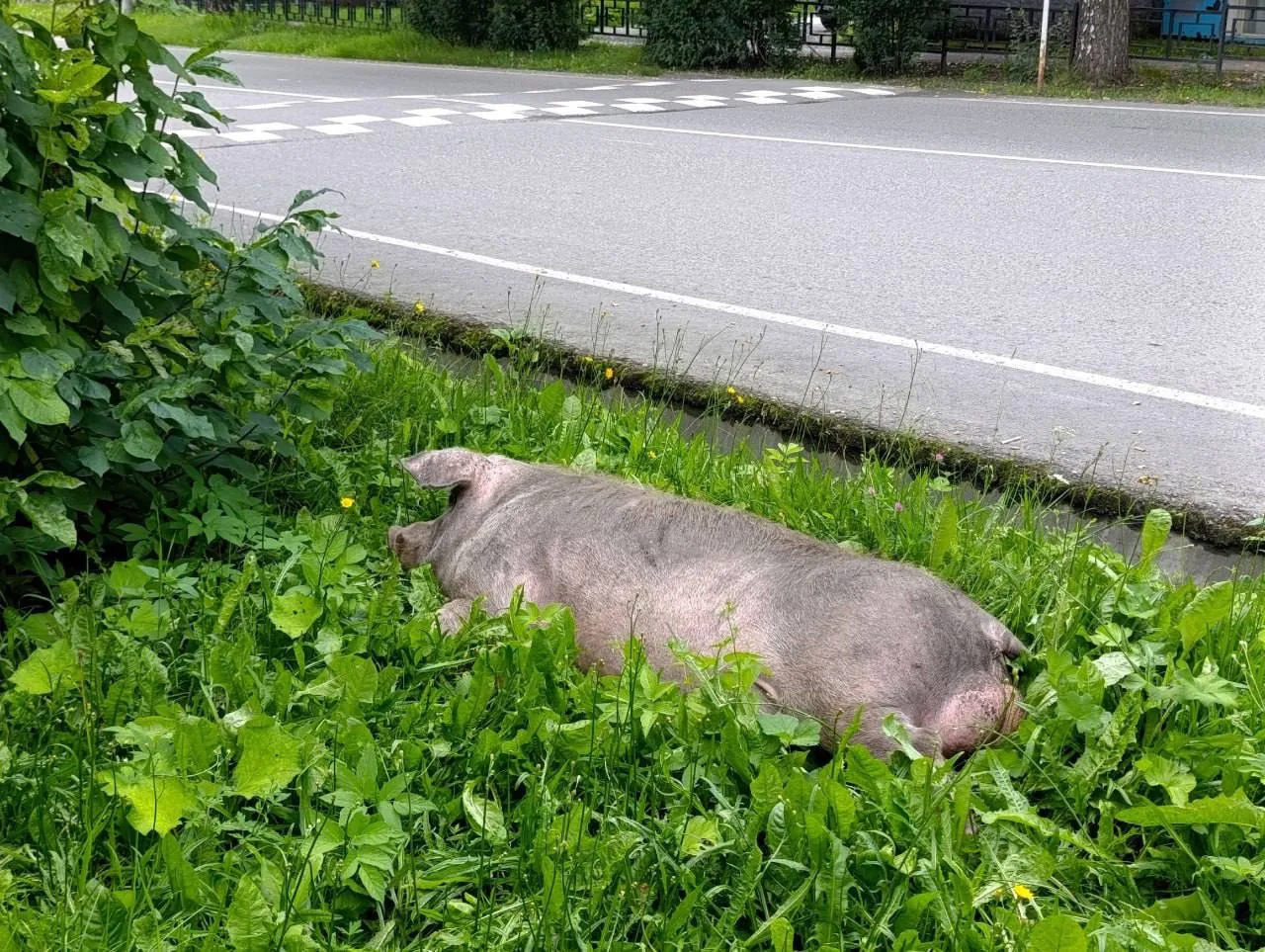 🐖 В Ревде снова заметили знаменитых свиней

На этот раз хрюшка спокойно отдыхала в траве недалеко о