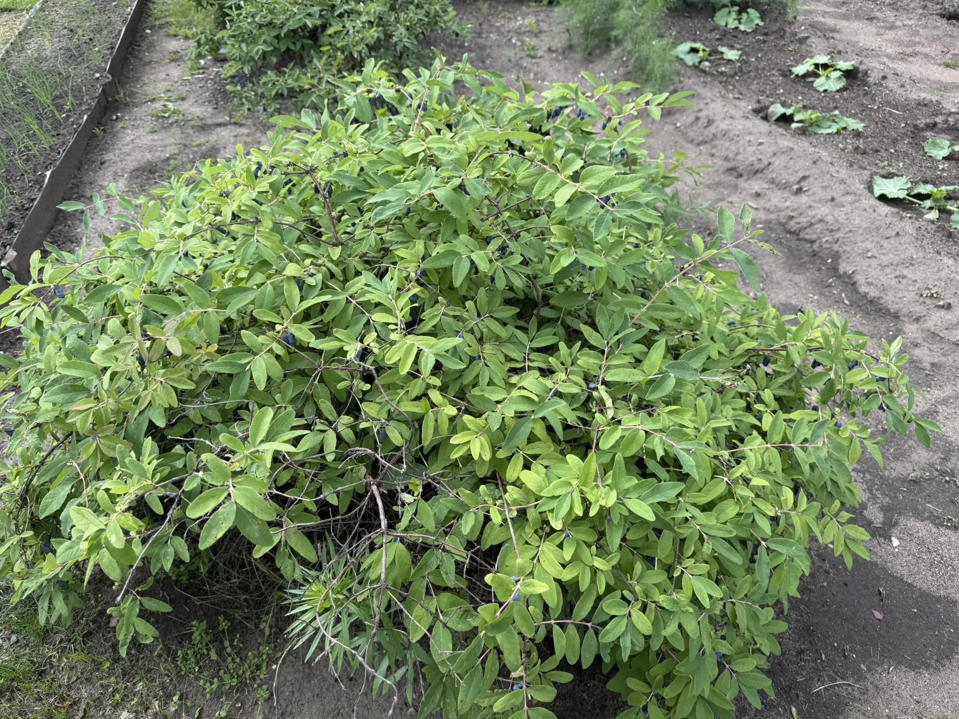 Приехали к папе на сад, собрать жимолость