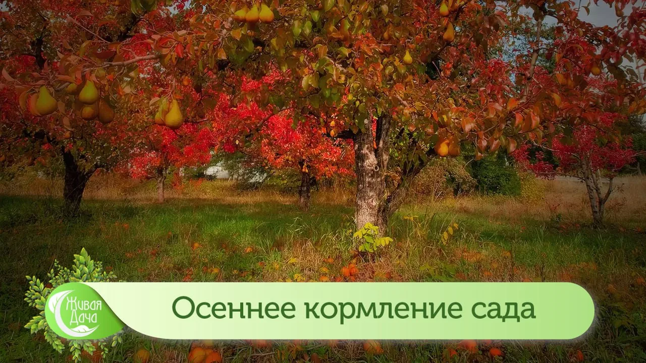 Корми сад осенью!