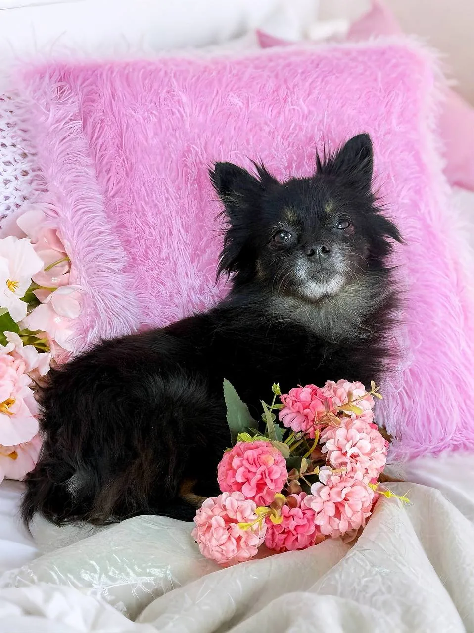 Ищет дом Орхидея из Домика Мелкашей Балашиха 🌸   Пол:  девочка, стерилизована Возраст: примерно 4 го