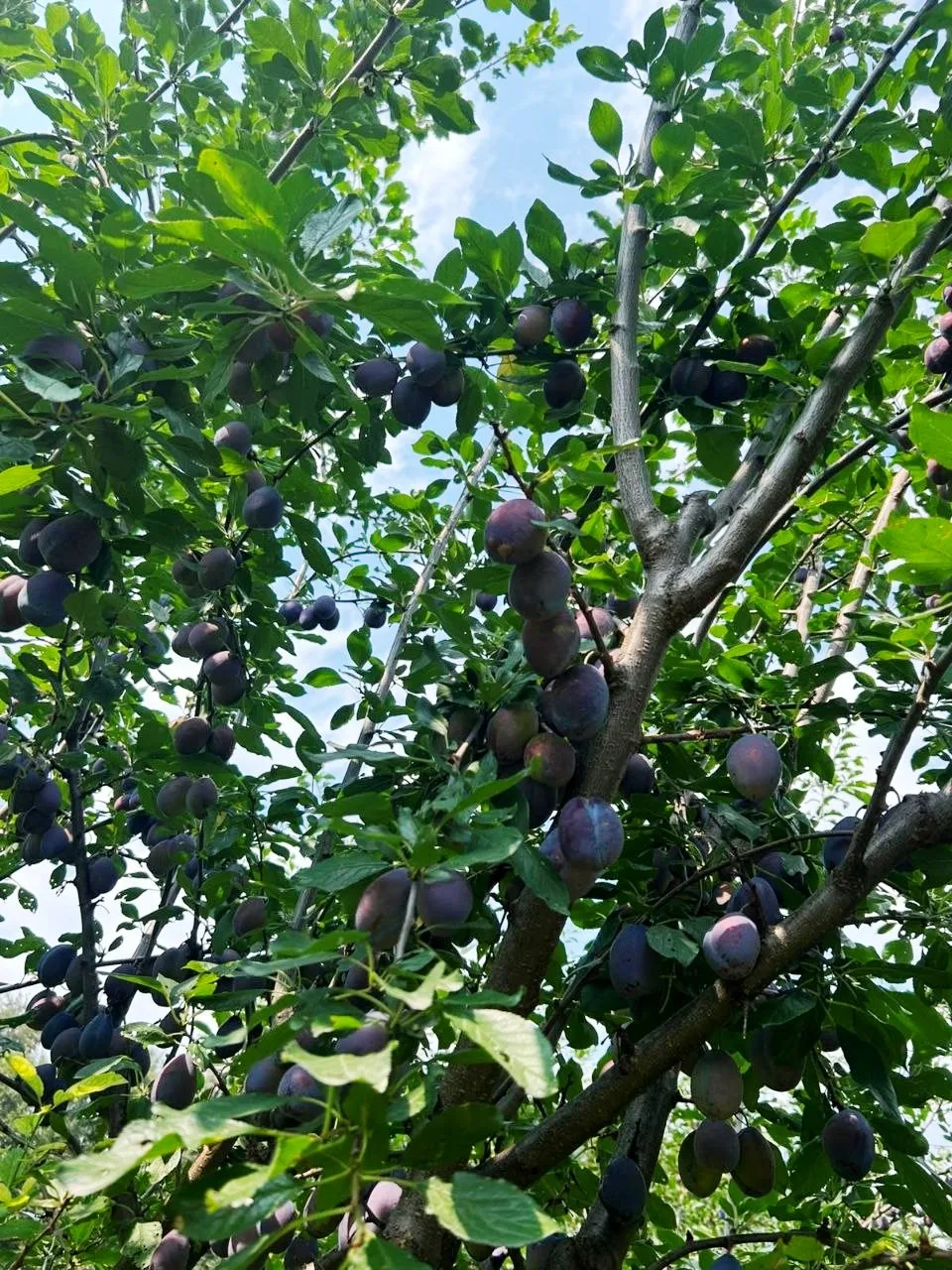 ✅Когда лето дарит свои плоды, радость хочется делить с близкими!🌳☀️
