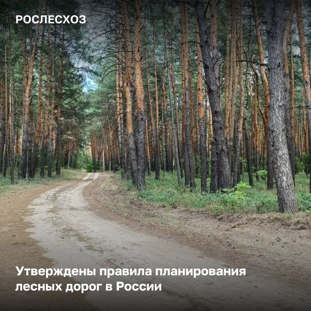 🟢 В приказе Минприроды утверждены общие положения планирования сети лесных дорог, а та...